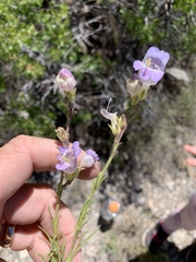 Penstemon jamesii