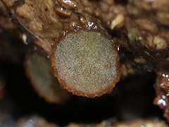 Ascobolus crenulatus