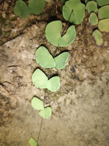 Adiantum capillus-junonis iNat (2)