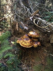 Pholiota glutinosa
