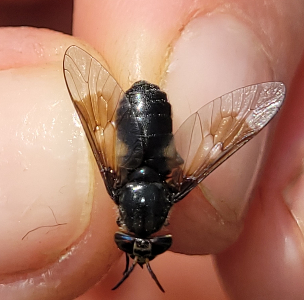 Chrysops cuclux