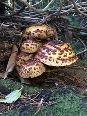 Pholiota glutinosa