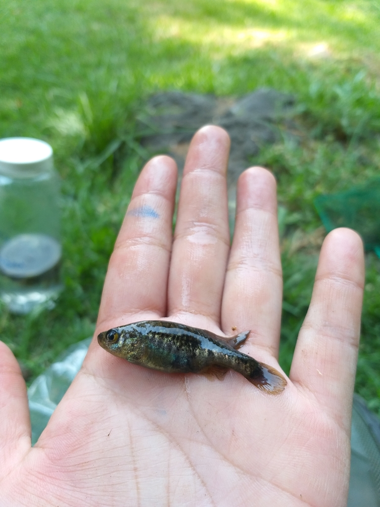 Zacapu Allotoca