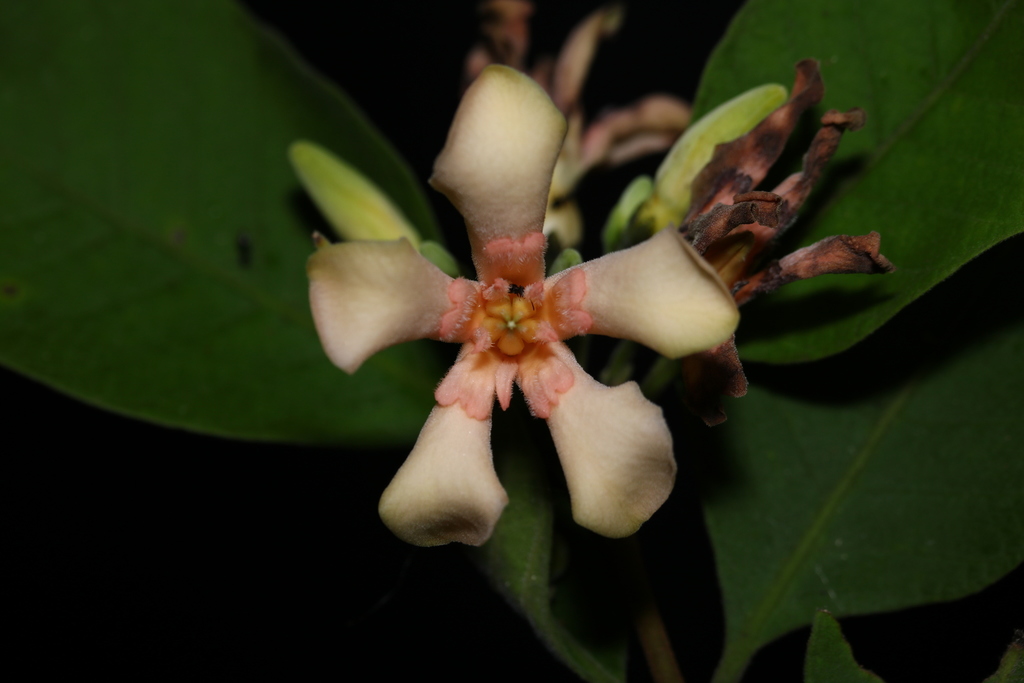 Wrightia pubescens (Wrightia pubescens)