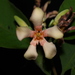 Wrightia pubescens - Photo (c) 方伊琳(阿鈣), algunos derechos reservados (CC BY-NC), subido por 方伊琳(阿鈣)