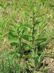 Grindelia ciliata