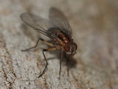 Helinomydaea fuscoflava
