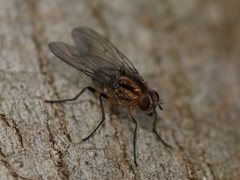 Helinomydaea fuscoflava