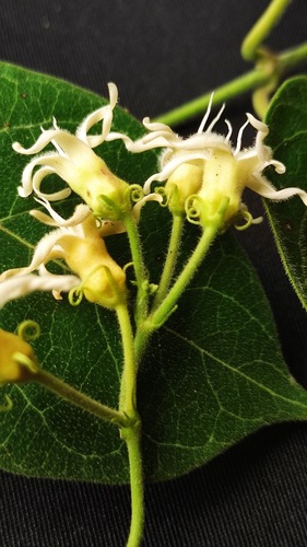Oxypetalum dombeyanum, 2024-06-19