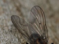 Helinomydaea fuscoflava