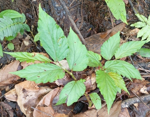 Begonia bahiensis