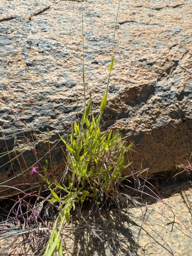 Image of peat grass by (c) James C. Davis, some rights reserved (CC BY-SA)