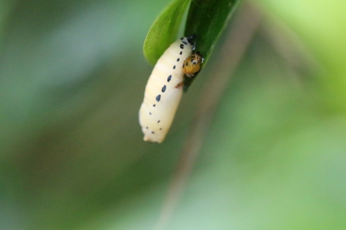 Burara gomata