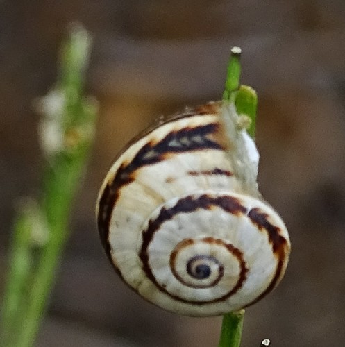 Theba pisana