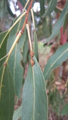 Ophelimus eucalypti