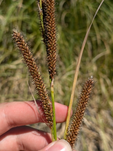 Image of Carex spissa by (c) James C. Davis, some rights reserved (CC BY-SA)