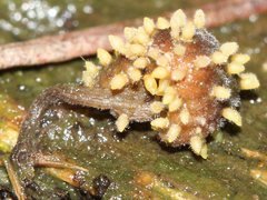 Neobarya agaricicola