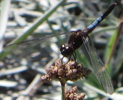 Erythrodiplax justiniana
