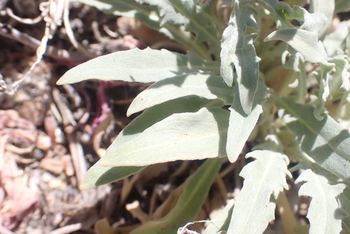 Image of Oenothera avita by no rights reserved