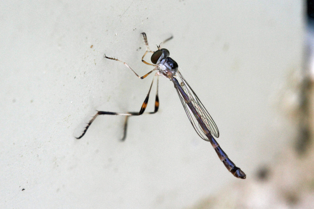 Spot-tailed Pixie
