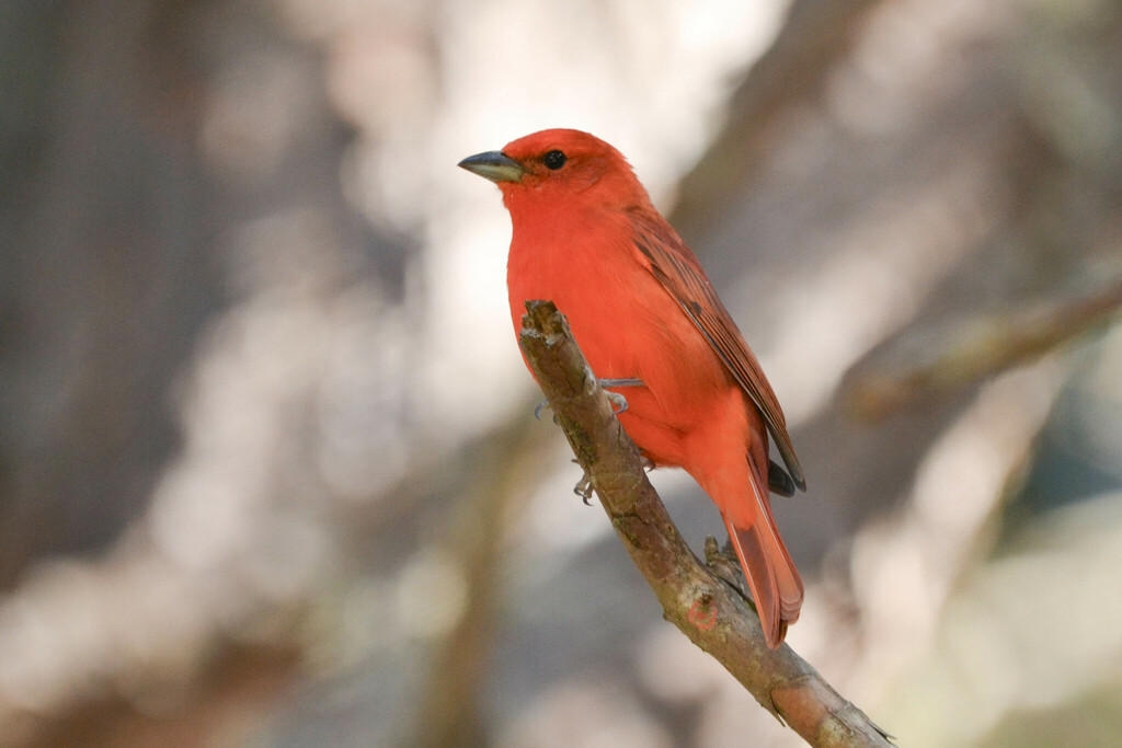 Hepatic Tanager