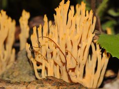 Phaeoclavulina flaccida