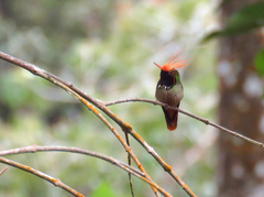 Lophornis delattrei image