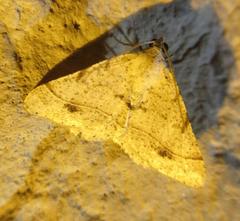 Frederickia subterminata