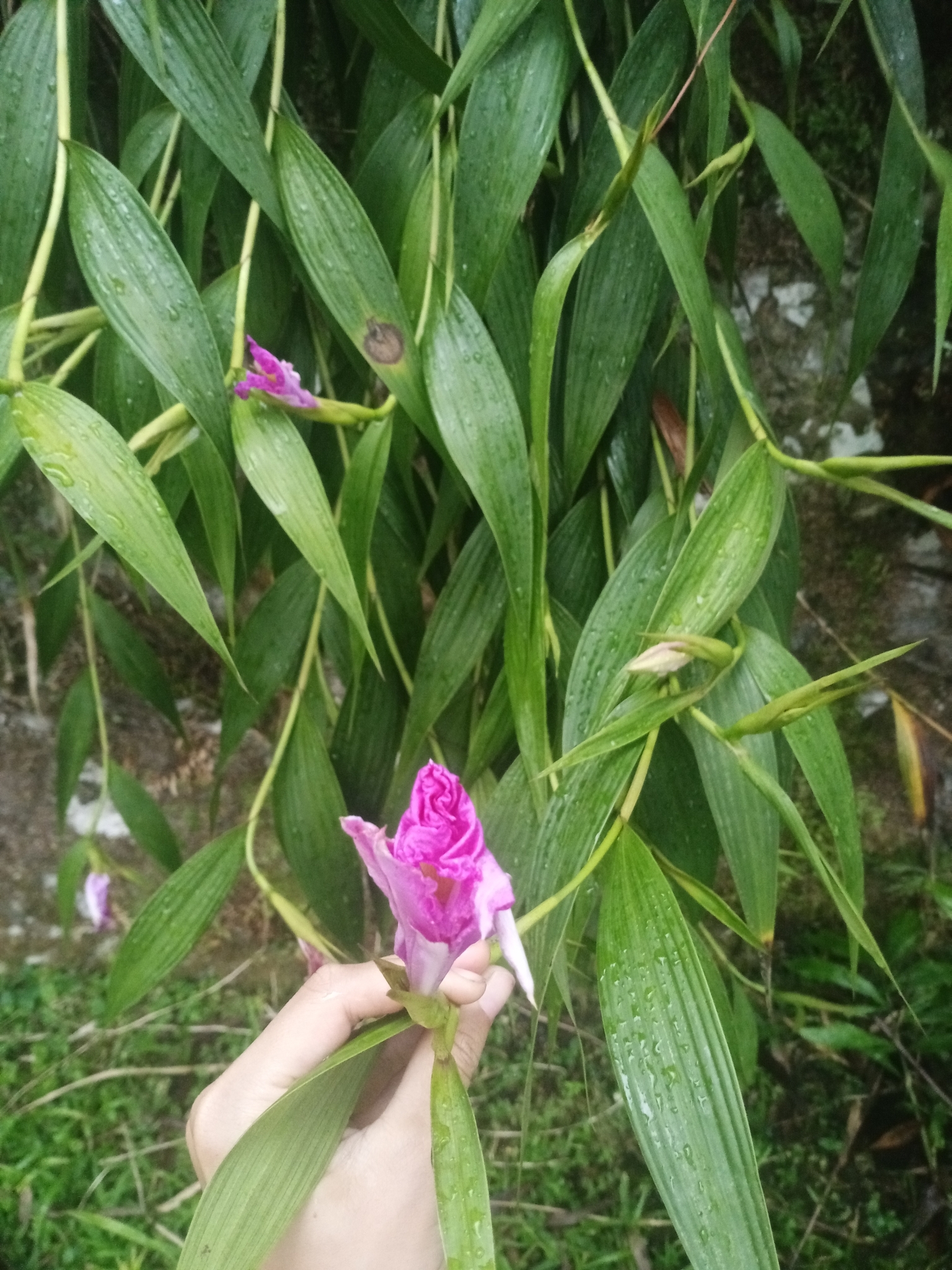 Imagem de Orquídea-da-serra