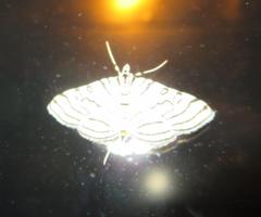 Conchylodes concinnalis