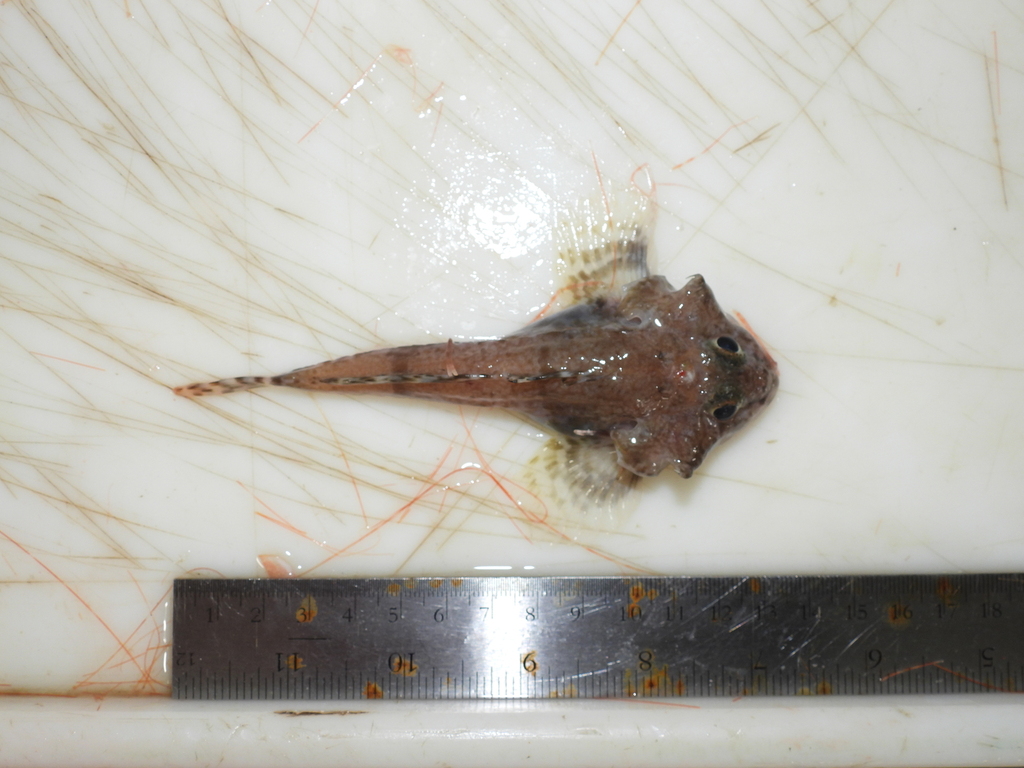Atlantic Hook-ear Sculpin