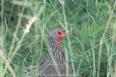 Pternistis swainsonii swainsonii