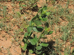Grindelia ciliata