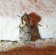 Abrostola microvalis