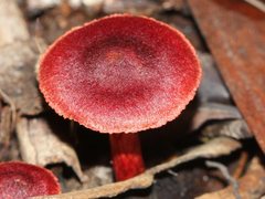 Cortinarius persplendidus
