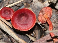 Cortinarius persplendidus