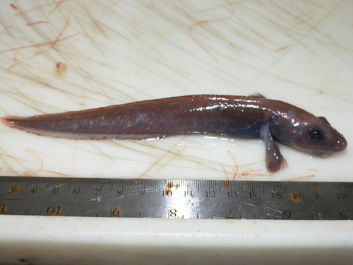 Paamiut eelpout (Lycodes paamiuti) — Zoarcidae — 5