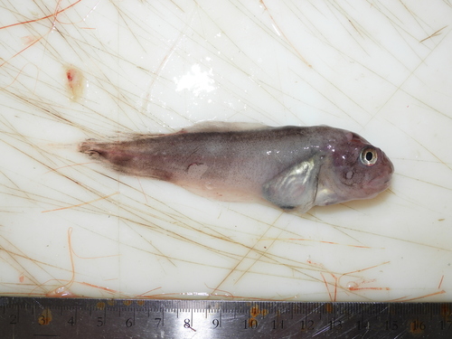 gelatinous seasnail