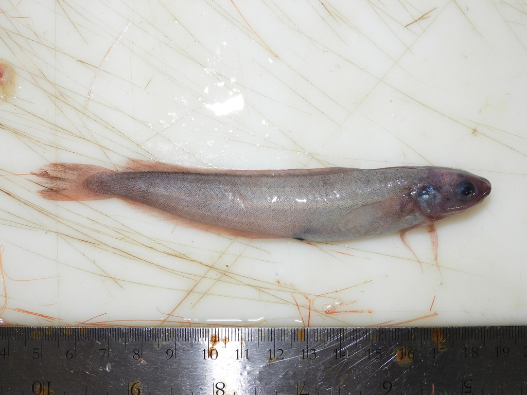 Arctique threebeard rockling (Gaidropsarus ensis) — Lotidae
