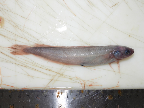 Arctique threebeard rockling (Gaidropsarus ensis) — Lotidae