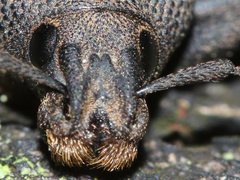 Talaurinus impressicollis