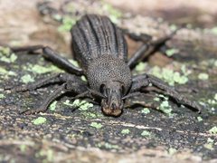 Talaurinus impressicollis