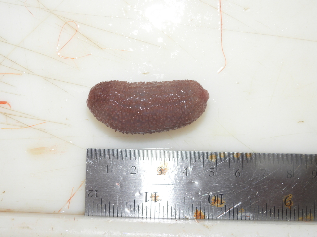 Barth's sea cucumber