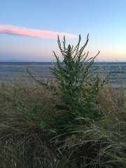 Beta vulgaris vulgaris