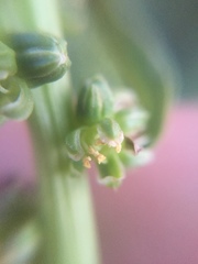 Beta vulgaris vulgaris