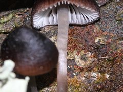 Mycena nargan