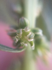 Beta vulgaris vulgaris