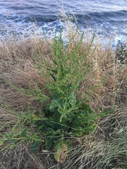 Beta vulgaris vulgaris