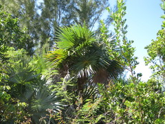 Coccothrinax argentata