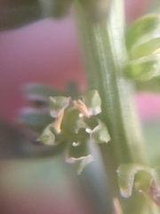 Beta vulgaris vulgaris